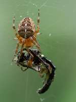 025_2017-07-10 18-01-03