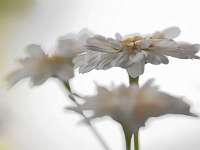 002_2017-06-15 16-23-20