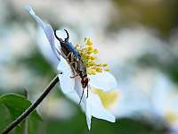 010_ 2018-04-18 09-08-59_StackMP4