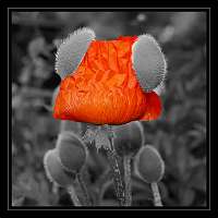 029 2012-05-30 06-54-22_Rahmen_Colorkey