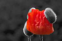 030 2015-06-08 06-48-51 Colorkey