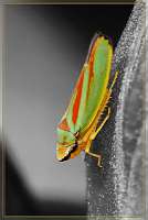 062 2012-08-25 16-51-42_Colorkey_Rahmen 2