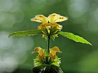 014 2018-05-11 15-31-40 (2332)_Stack