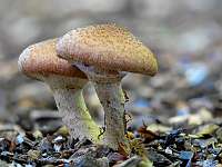 014_  2018-10-03 15-53-16 (1006)_Stack50