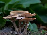 034_  2018-10-08 16-25-40 (1565)_Stack60