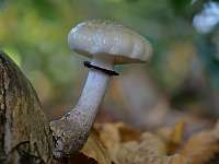 057_  2018-10-10 15-21-20 (217)_Stack40