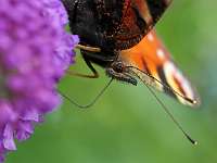 007_2019-07-27 018 17-39-55