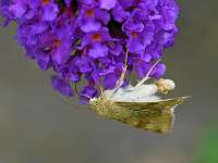 009_2019-07-25 11-41-19