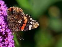 016_2019-07-27 039 18-17-53