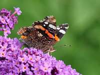 017_2019-07-27 038 17-56-14