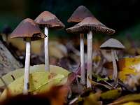 001_2019-11-16 09-31-24 (0073)_Stack50