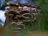 004_2019-11-16 09-56-53 (0599)_Stack20