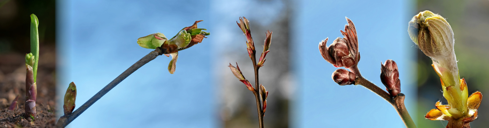 Knospen